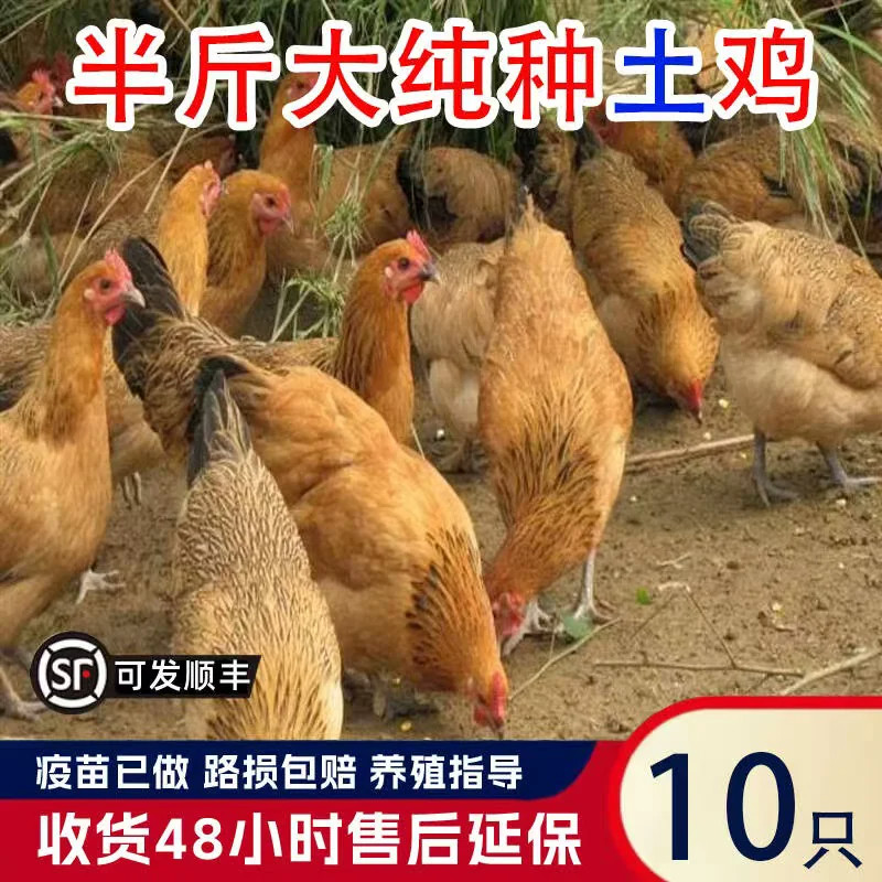 小鸡活苗土鸡柴鸡半斤一斤脱温