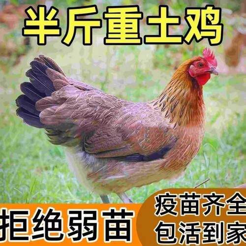 纯种土鸡活苗脱温麻羽下蛋王