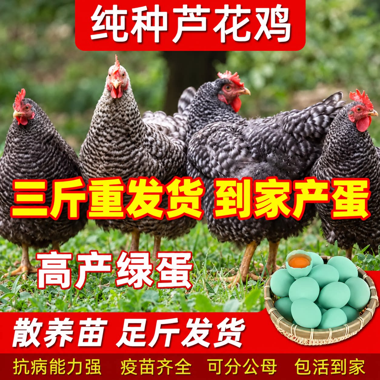 3斤重汶上黑芦花鸡苗散养下蛋