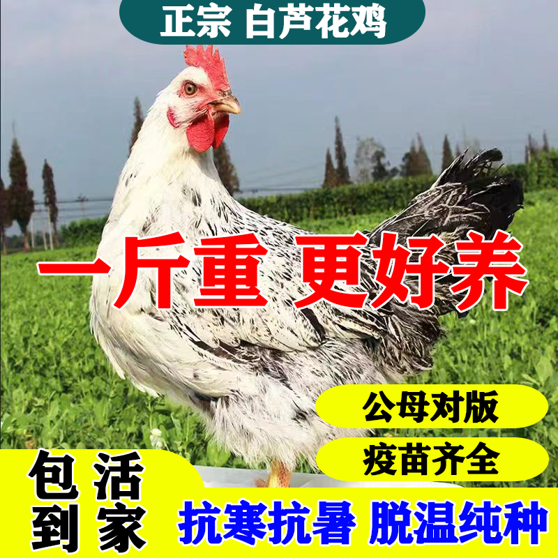 半斤一斤散养白芦花鸡活苗活体脱温稻花鸡苗半斤彩凤小鸡溜达土鸡