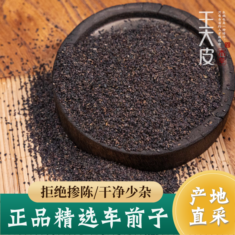生车前子  道地高品质经方经典优质正宗原产地直邮新鲜