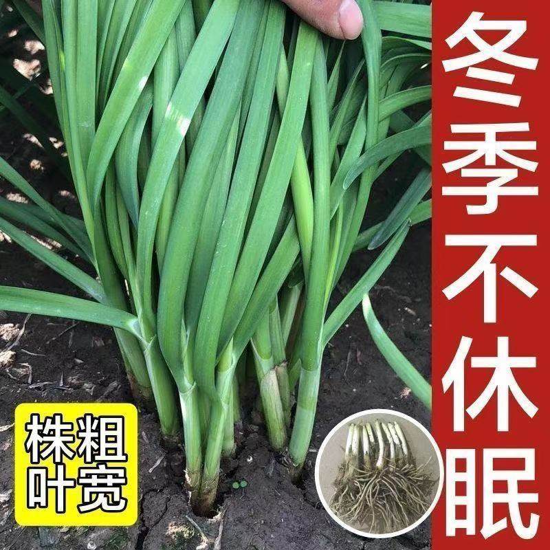 韭菜根苗紫红根宽叶大小叶耐寒四季现挖农家种植本地新老品种,鲜花速递/花卉仿真/绿植园艺,种苗/半成品盆栽,淘宝优惠券,粉丝福利购,淘宝优惠卷
