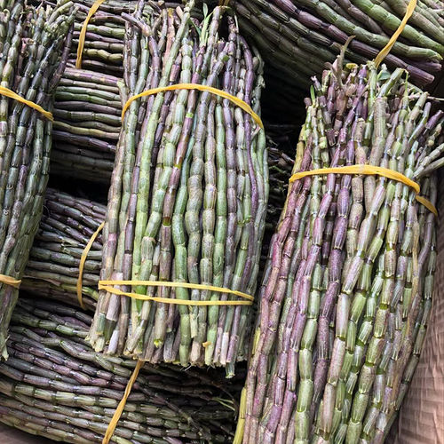 乐清雁荡山5年生铁皮石斛鲜条 特级500克新鲜采摘 含石斛粉的食用