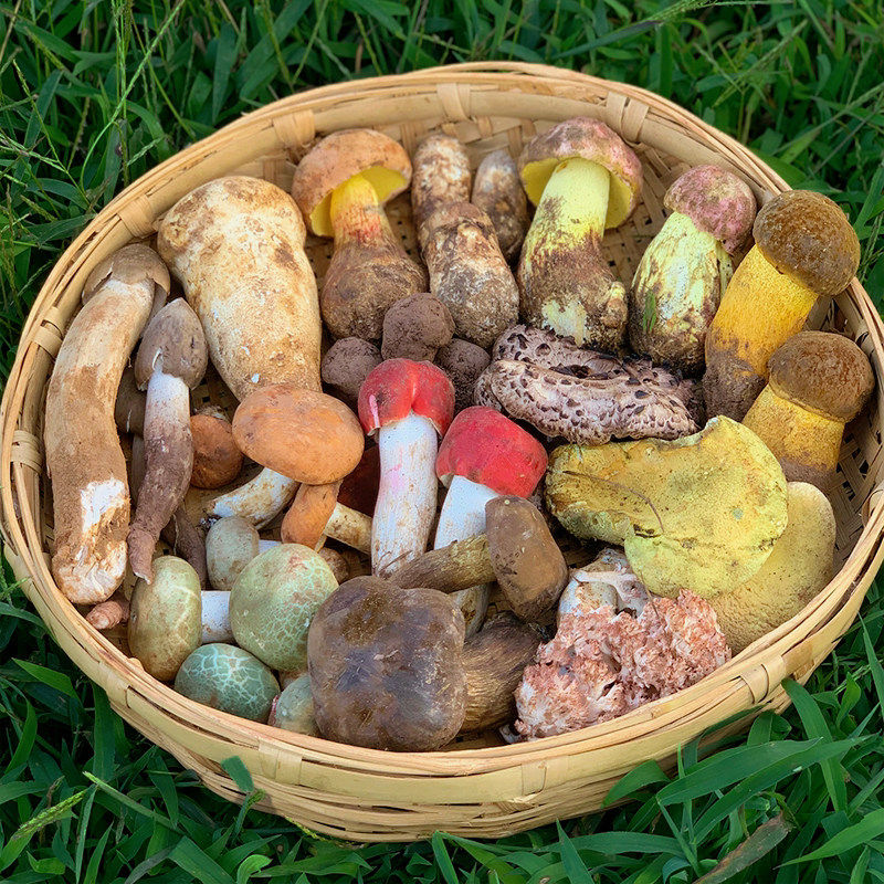 云南野生菌新鲜组合杂菌见手青鸡枞松茸菌子野菌菇鲜蘑菇野生菌