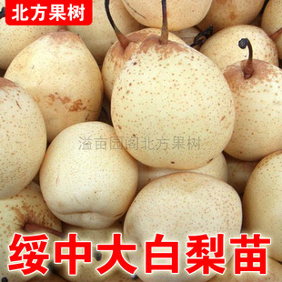 绥中大白梨树苗嫁接特大晚熟南北方种植白梨盆栽地栽梨树当年结果