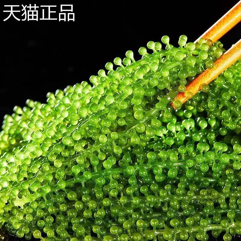 盐渍海葡萄新鲜即食儿童海带海藻草凉拌菜鱼子酱火锅寿司食材商用