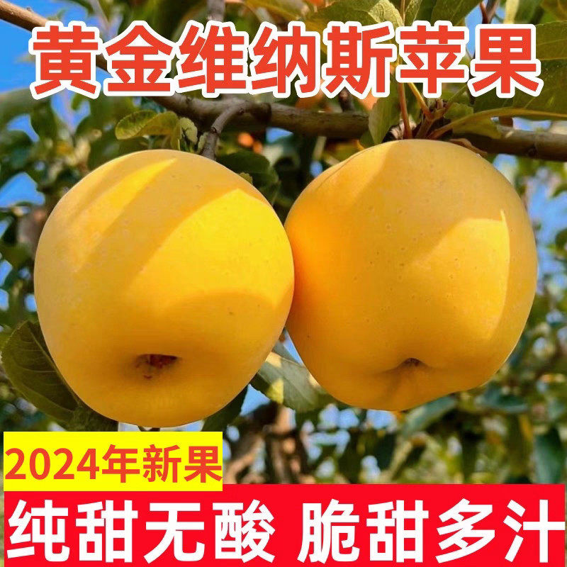 正宗黄金维纳斯苹果新鲜脆甜苹果5斤冰糖黄金苹果烟台奶香味苹果
