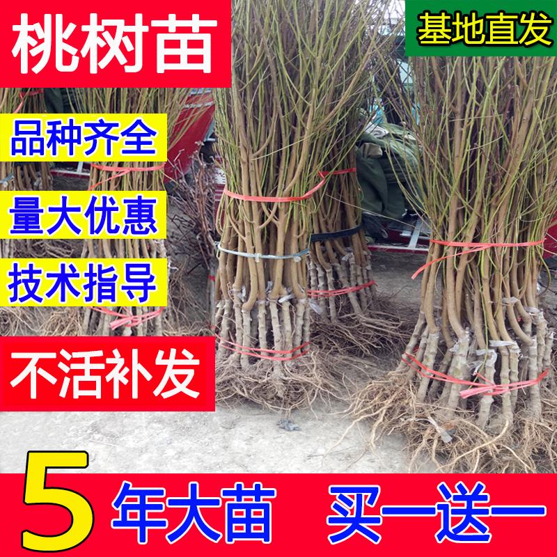 桃树果苗嫁接黄苖水蜜冬油