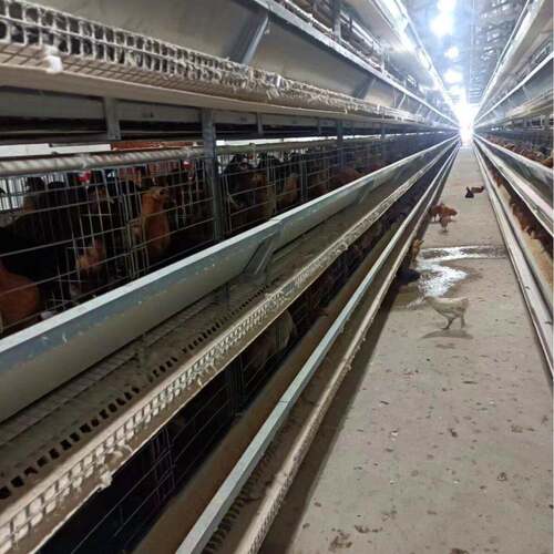 小层殖叠自动蛋鸡笼清粪系统动料线热化自镀锌养设备WIH厂家