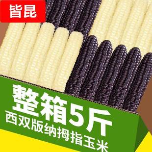 纳拇指玉米新鲜甜香白糯紫糯迷你宝宝手指玉米早餐代餐 云南西双版