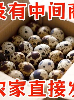 【新鲜鹌鹑蛋50枚】生蛋绿色杂粮生鲜蛋孕妇宝宝辅食鹑鸟蛋鲜破赔