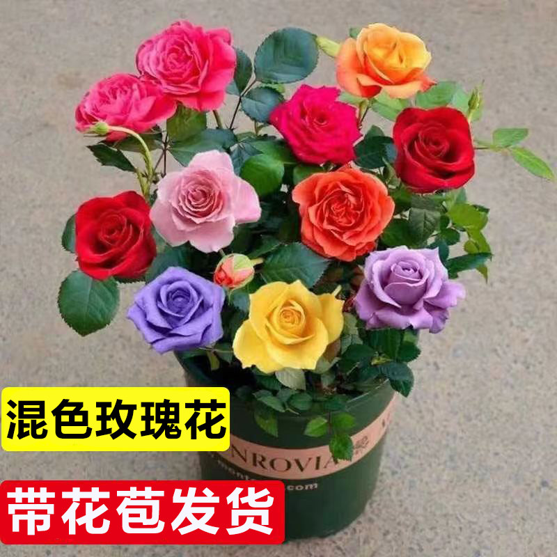 云南玫瑰花苗老桩种植基地月季绿植花卉盆栽地栽四季种植开花不断