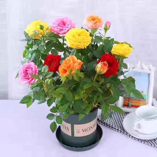 云南玫瑰花苗老桩种植基地月季绿植花卉盆栽地栽四季种植开花不断