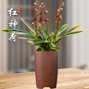 东方红神荷 矮种金边兰花苗盆栽墨兰四季 兰草名贵浓香型室内花卉