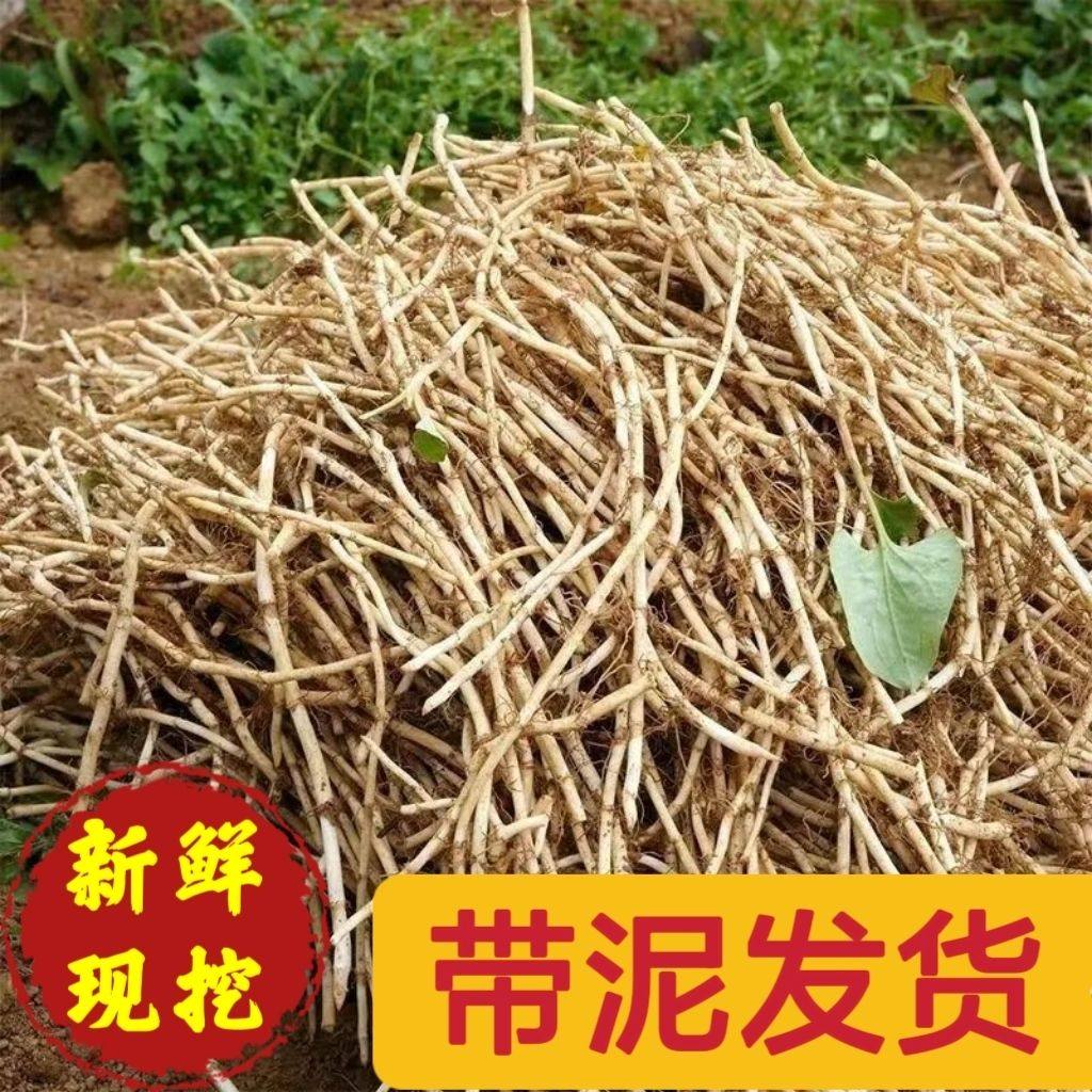 新鲜现挖带泥鱼腥草5斤新鲜折耳根湖北特产农家凉拌菜