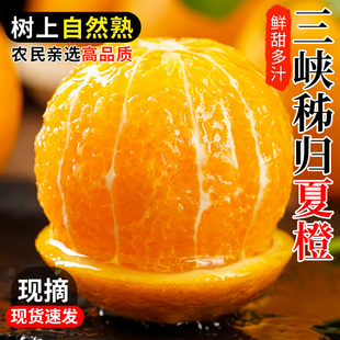 正宗夏橙湖北秭归现摘现发脐橙9斤装当季水果清甜多汁新鲜橙子