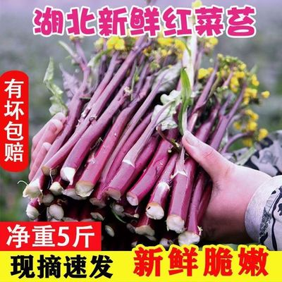 湖北新鲜红菜苔精品5斤香嫩清甜紫菜薹农家自时令蔬菜洪山菜苔