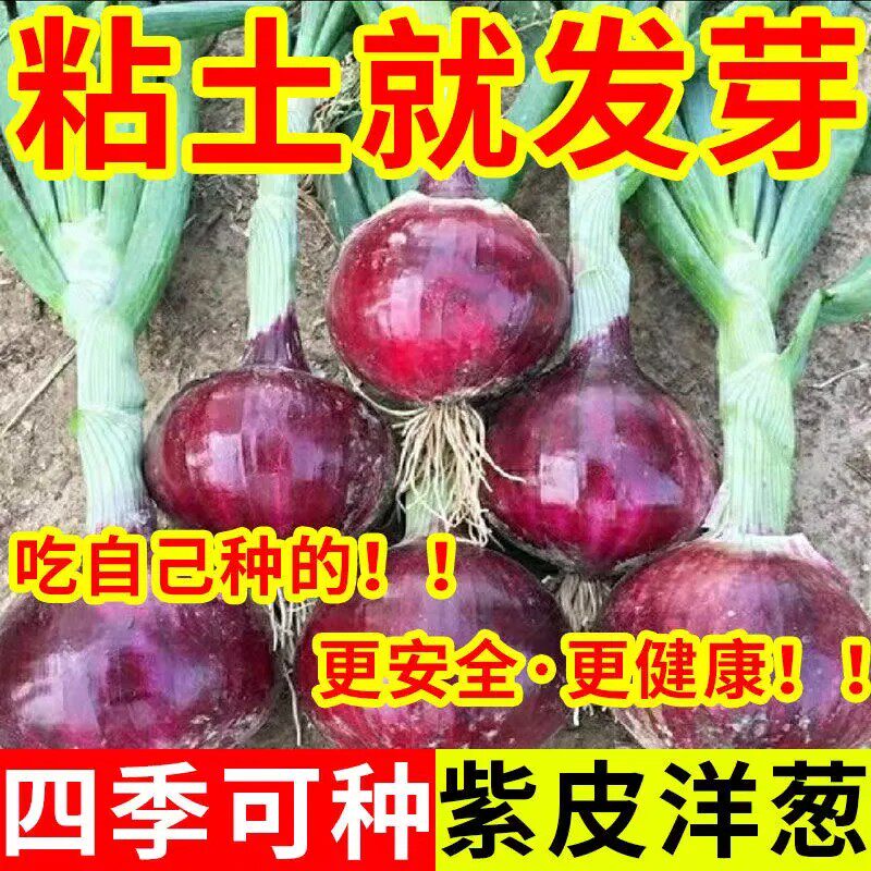 紫皮洋葱水果型洋葱种子超甜夏季耐热耐高温冬季抗寒蔬菜种子籽