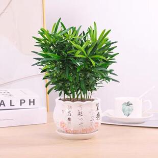小型罗汉松庭院造型树稀罕植物家庭绿植客厅好养名贵老桩盆景桌面