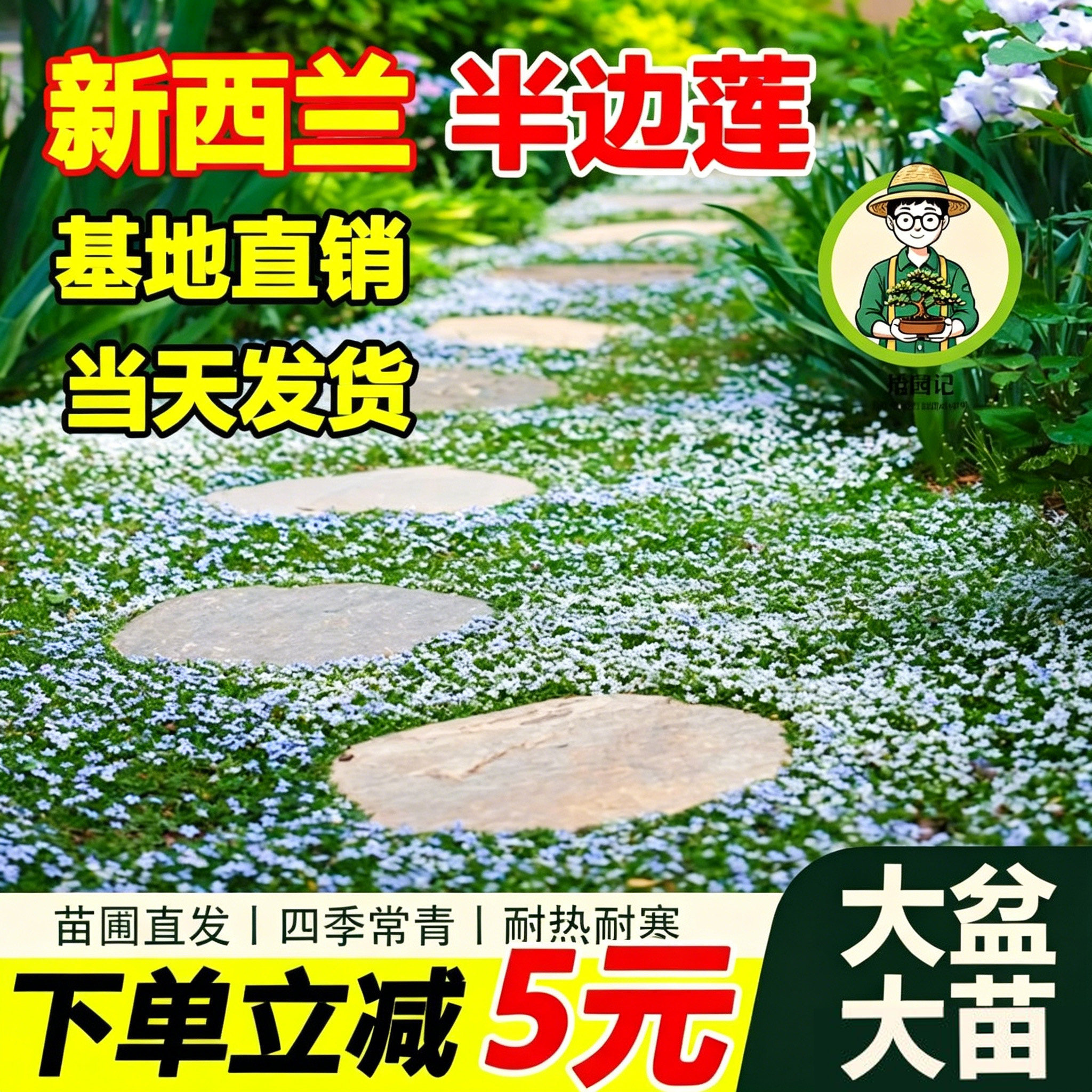新西兰半边莲草坪盆栽庭院绿植