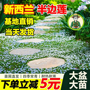 拾园记新西兰半边莲草坪盆栽庭院绿化耐热耐寒多年生宿根开花植物