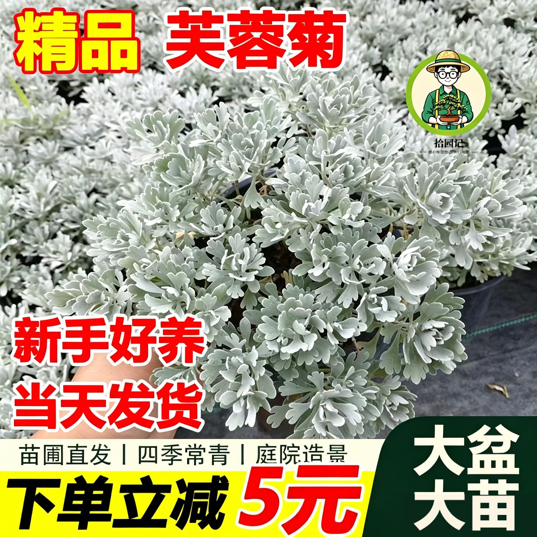 拾园记芙蓉菊大盆栽老桩银叶阳台庭院花园耐热寒四季常青绿植花卉