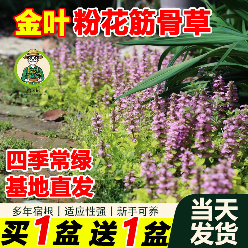 拾园记筋骨草金叶粉花姬十二单紫花耐热耐寒庭院花园四季常绿植物