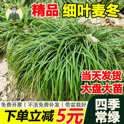 细叶麦冬草耐寒旱四季常绿