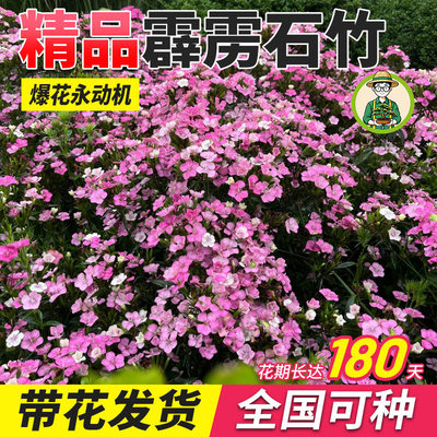 霹雳石竹栽耐寒耐热带花花卉