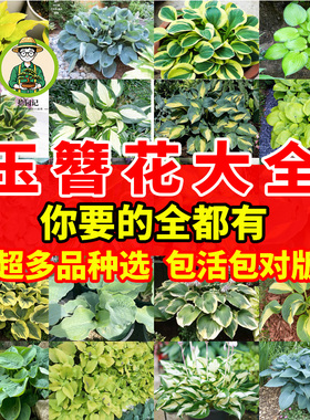 拾园记玉簪花苗多年生宿根耐荫热植物庭院盆栽室内观花观叶绿植物