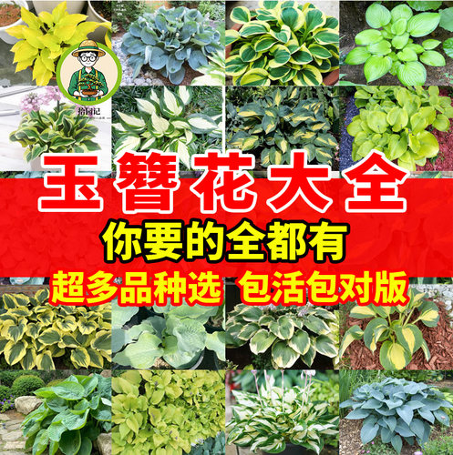 玉簪花耐寒阴多年生绿植