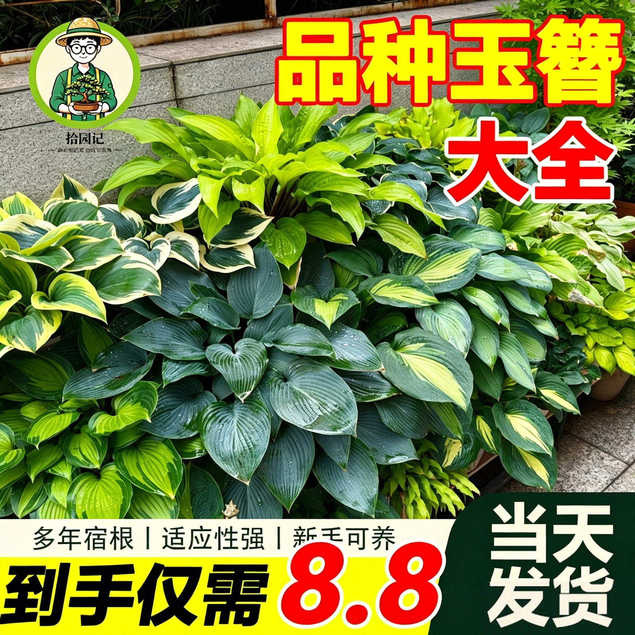 拾园记玉簪花苗盆栽地栽耐阴寒庭院花园阳台绿植好养四季常青植物