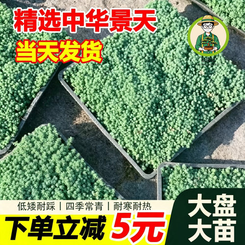 中华景天薄雪万年草绿植四季常绿