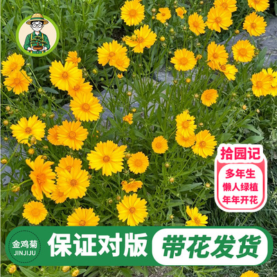 金鸡菊大花草本多年生菊花