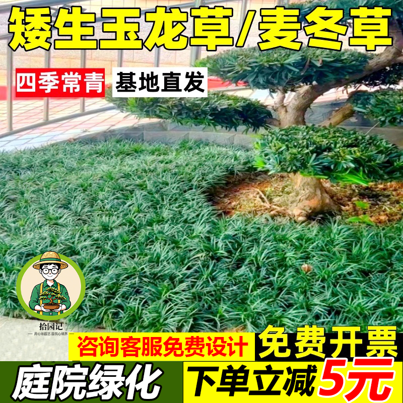 日本进口矮麦冬草玉龙草草坪草皮