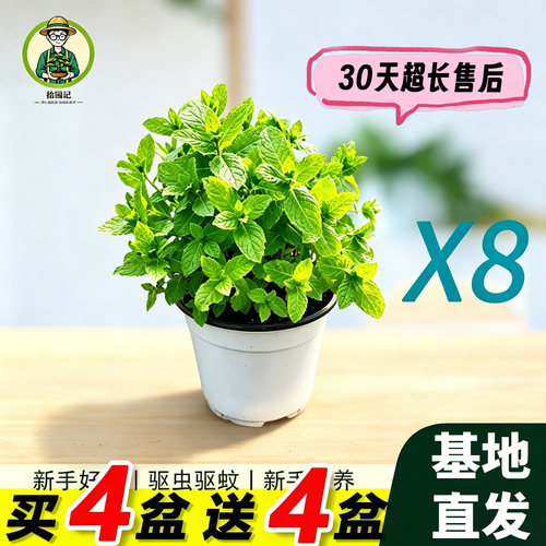 薄荷多品种盆栽可食用室内驱蚊