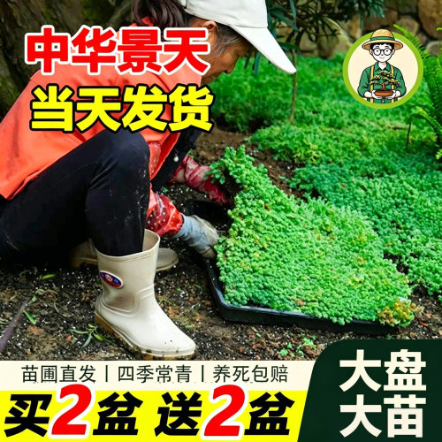 中华景天薄雪万年草耐旱耐热绿植