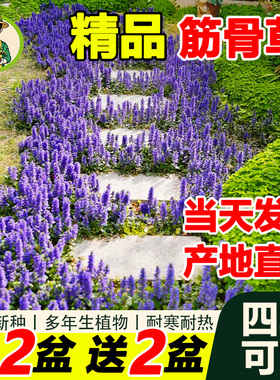 拾园记姬十二筋骨草苗多年生耐寒耐旱庭院花园花镜地被绿植物盆栽