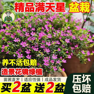 满天星萼距花苗带花苞盆栽