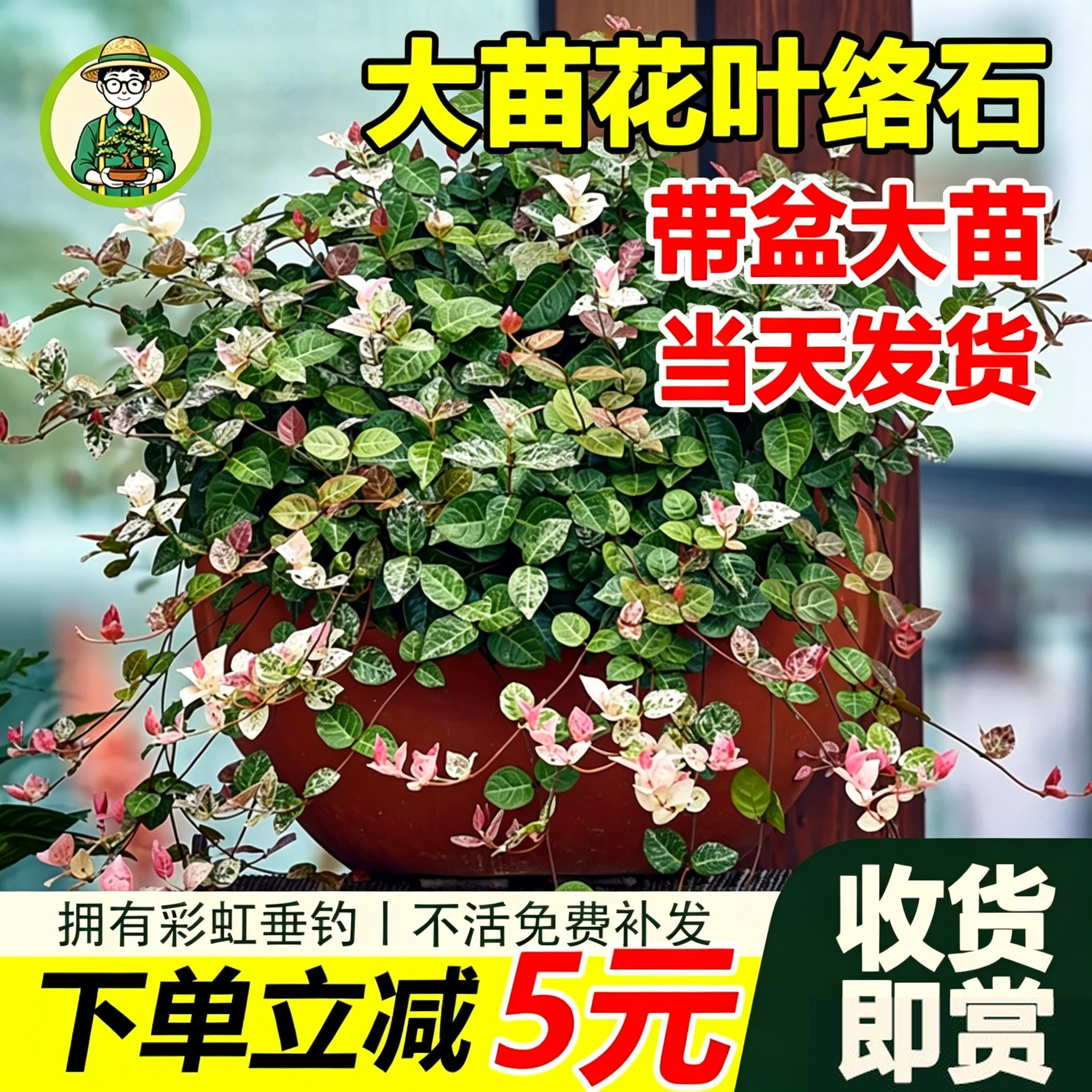 拾园记花叶络石盆栽四季好养庭院别墅阳台垂吊地被花镜观叶绿植物