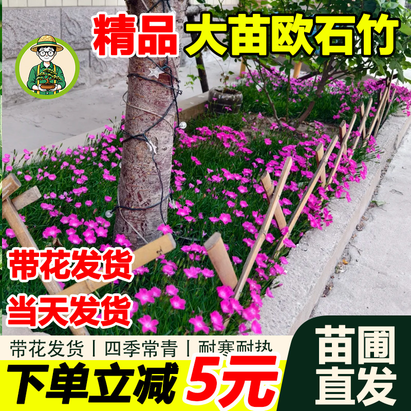 欧石竹花苗带花苞耐寒绿植