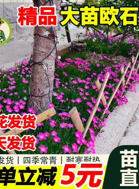 拾园记欧石竹花苗开花多年生易活耐寒热室内外庭院地被盆栽绿植物