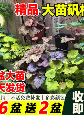 拾园记矾根盆栽多彩观叶植物耐寒热常绿多年生室内外庭院阳台绿植