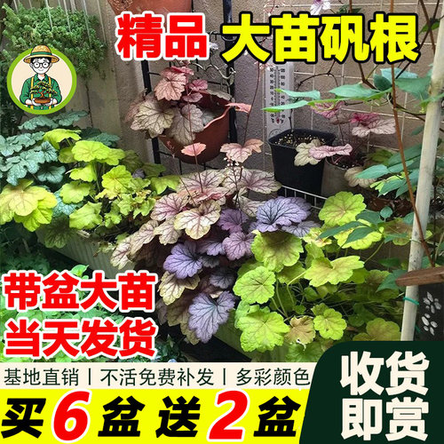 矾根多彩盆栽绿植耐寒耐热四季