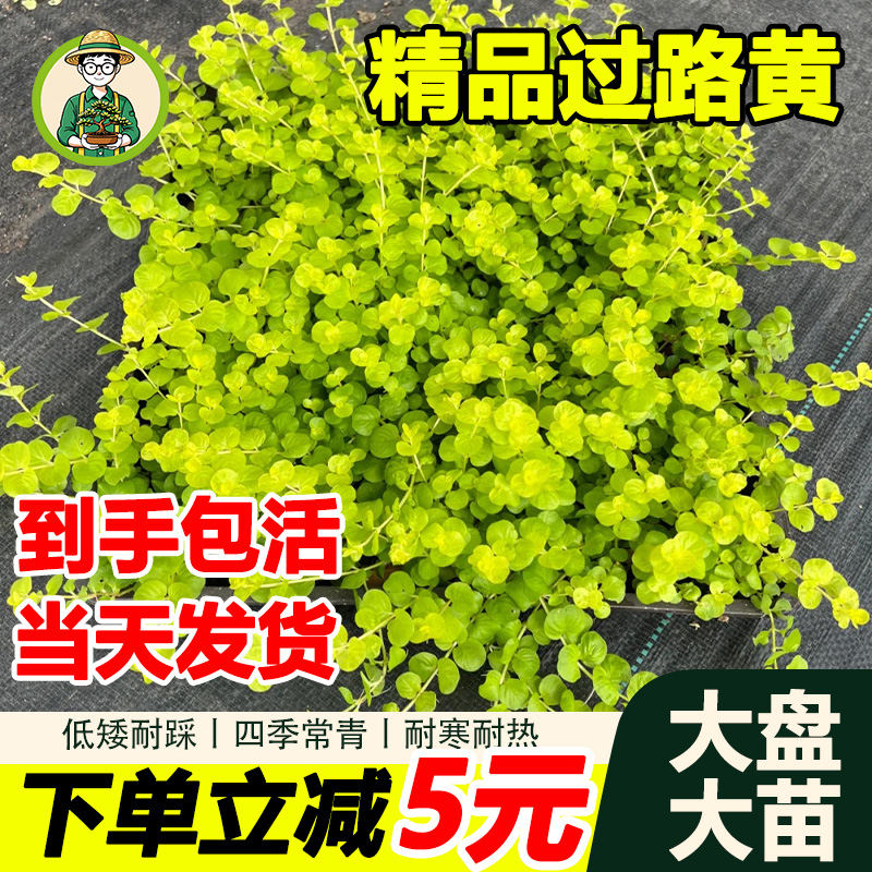 金叶过路黄耐寒耐热庭院楼顶