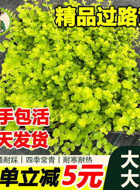 拾园记过路黄金钱草室内外耐寒旱四季常青花境垂吊地被花卉绿植物