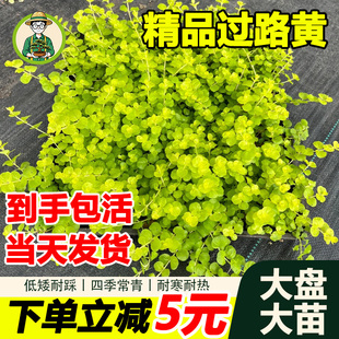 拾园记过路黄金钱草室内外耐寒旱四季常青花境垂吊地被花卉绿植物