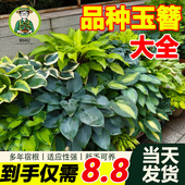 拾园记玉簪花苗盆栽地栽耐阴寒庭院花园阳台绿植好养四季 常青植物