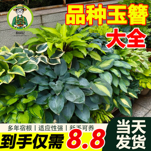 拾园记玉簪花苗盆栽地栽耐阴寒庭院花园阳台绿植好养四季 常青植物