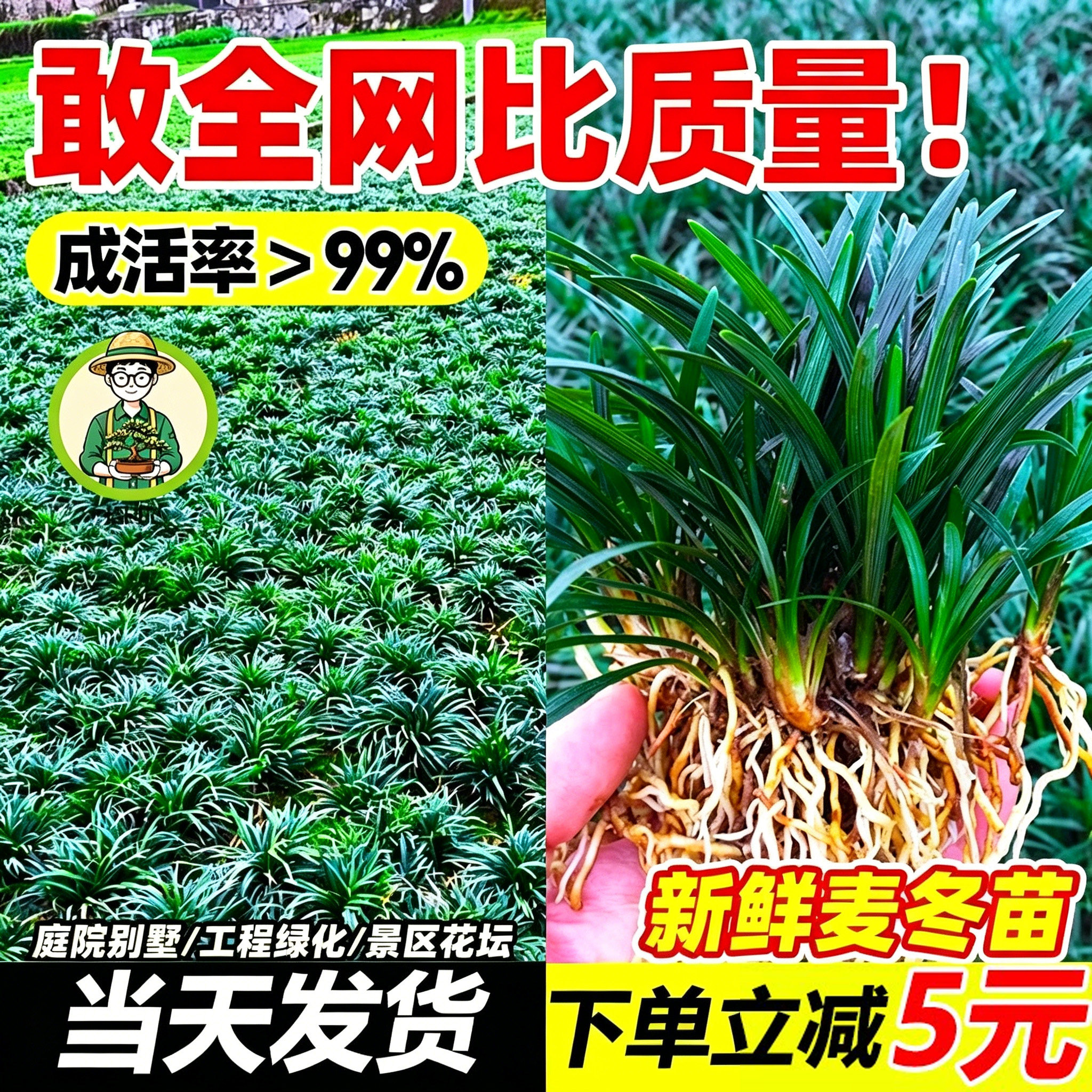 拾园记矮麦冬草苗玉龙带土耐寒热室外花园庭院地被绿植物草坪草皮